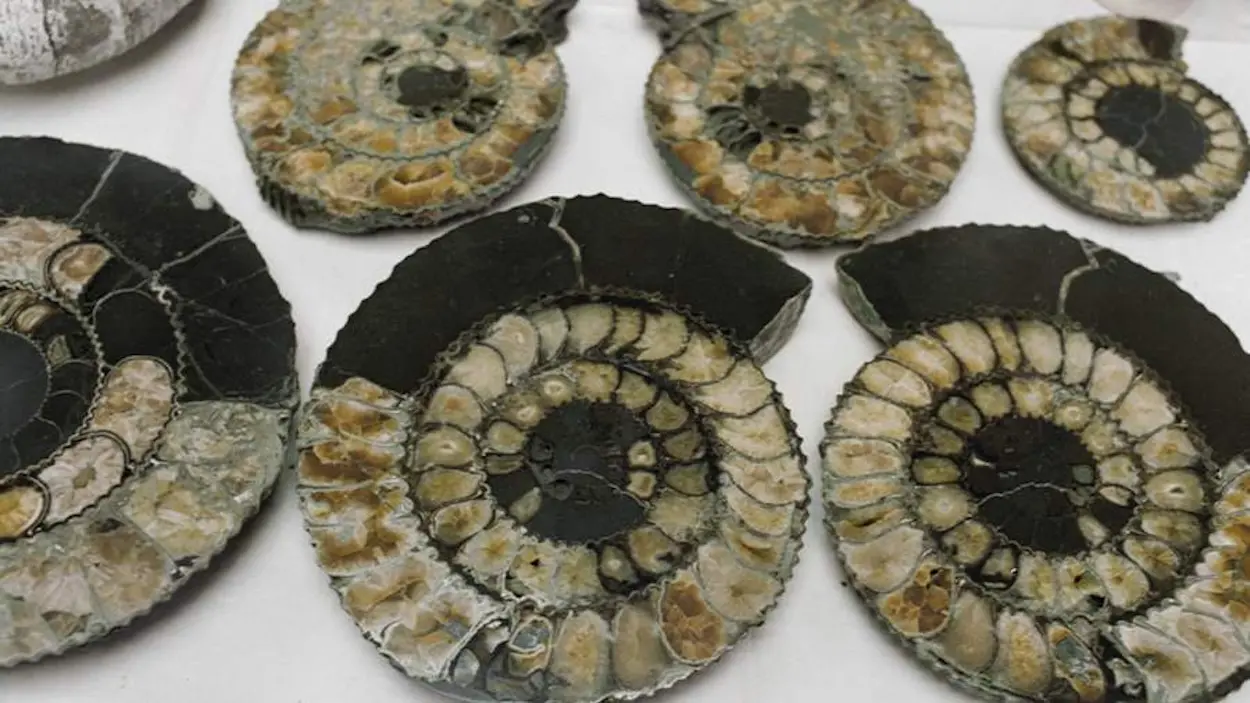 أمريكا ... كنز عمره 380 مليون سنة في القمامة