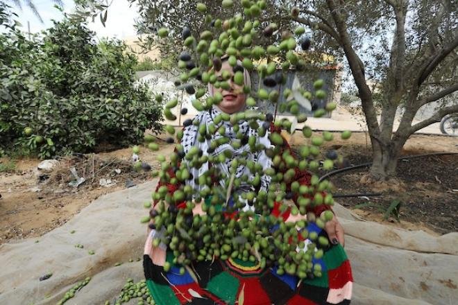 زيتون فلسطين.. ذاكرة الأرض والصمود