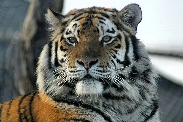 مأساة خلف القضبان … من هجوم صادم إلى نهاية حزينة قصة النمر السيبيري في الزوراء